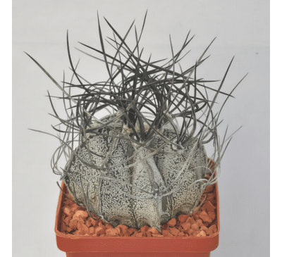 Астрофітум Козеріг (з білими колючками) 3 шт. / Astrophytum Capricorne White Spines